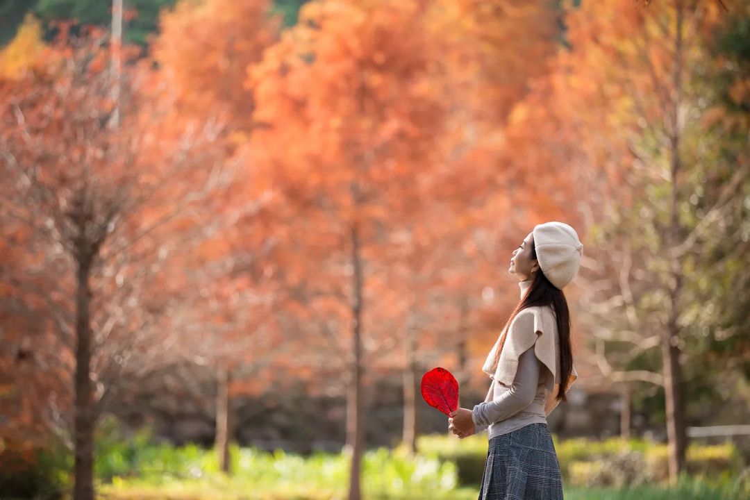 太平苗圃落羽松
