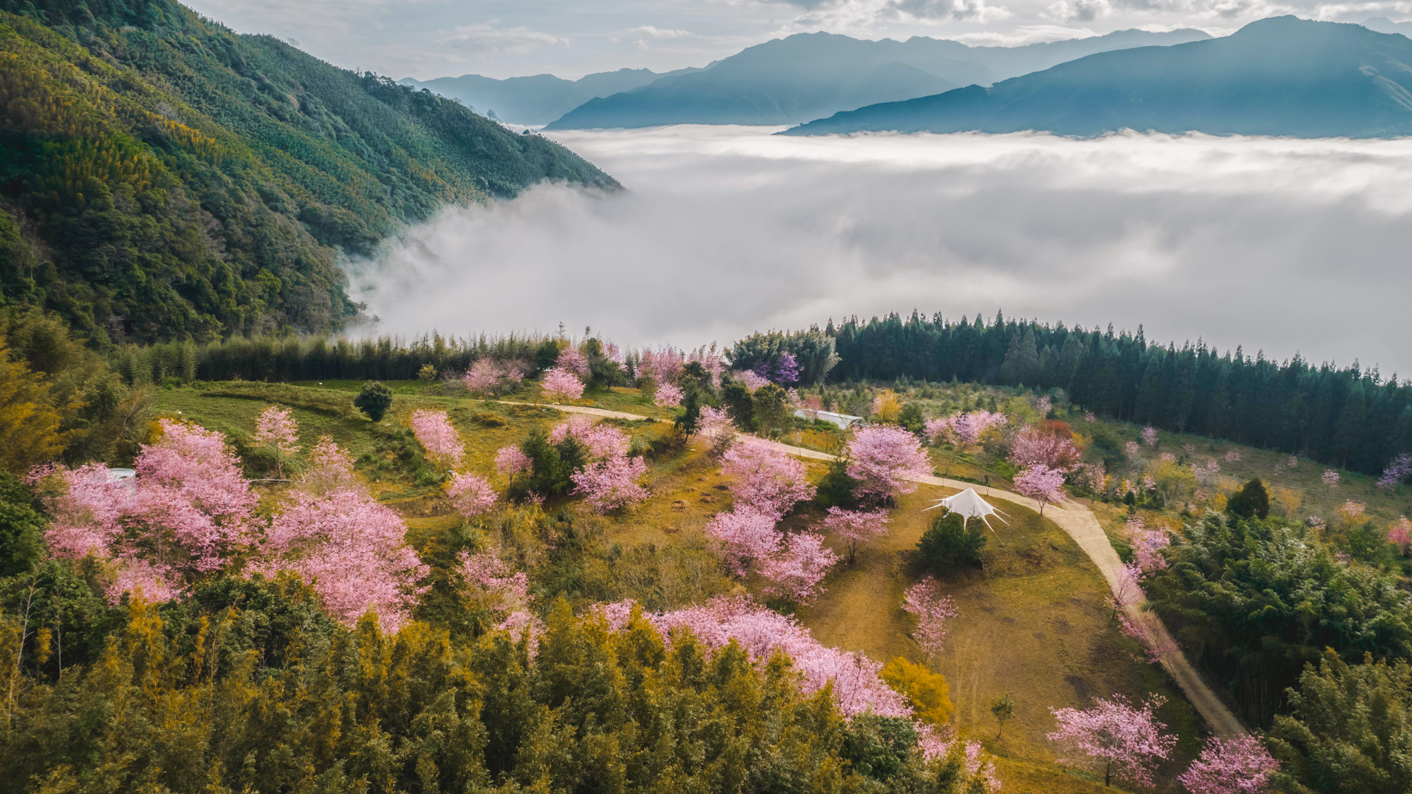 霧語櫻花林空拍