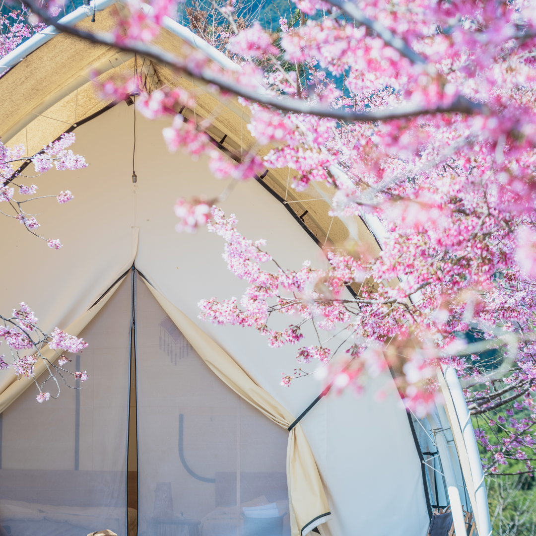 櫻花季帳篷