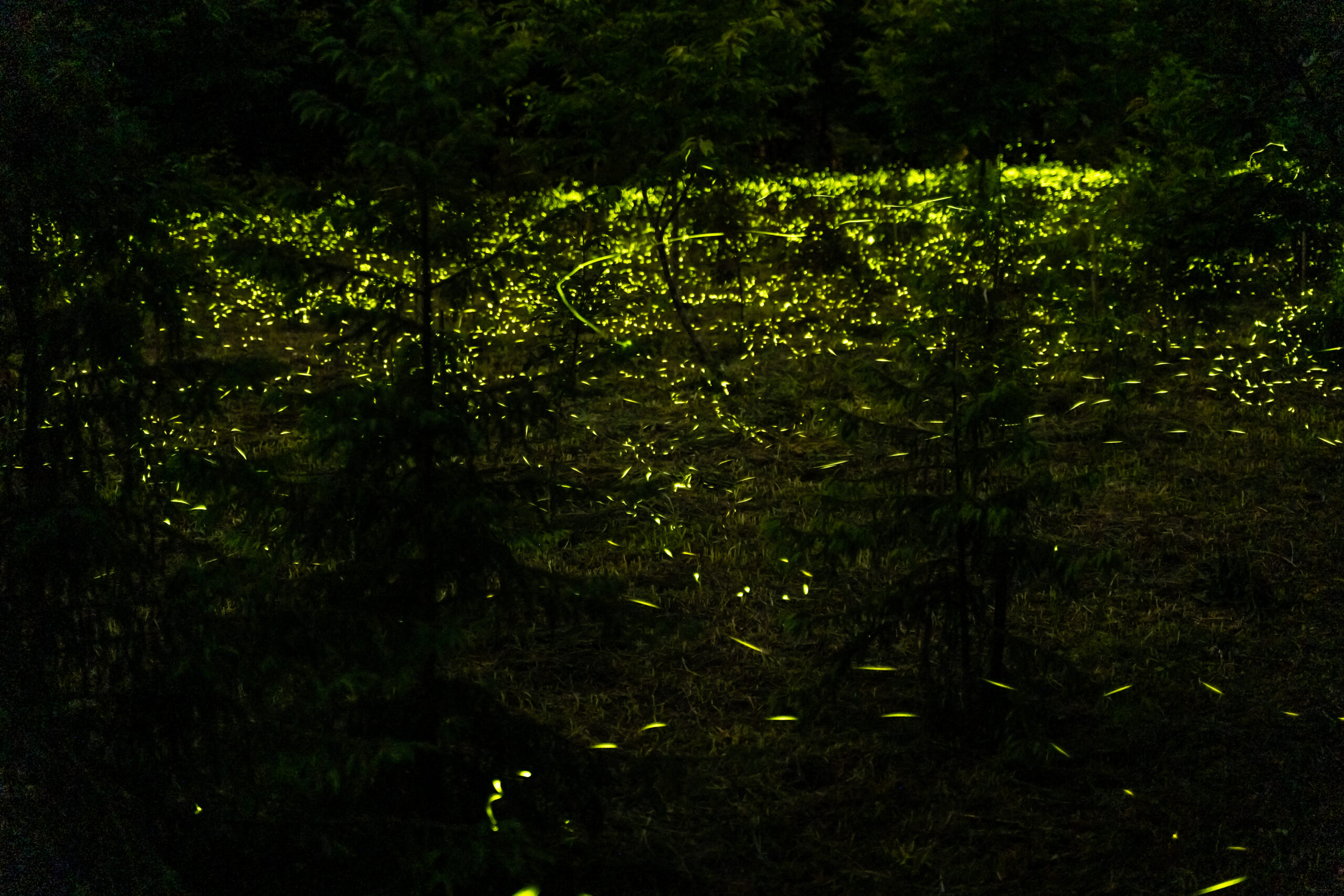 螢火蟲季景觀