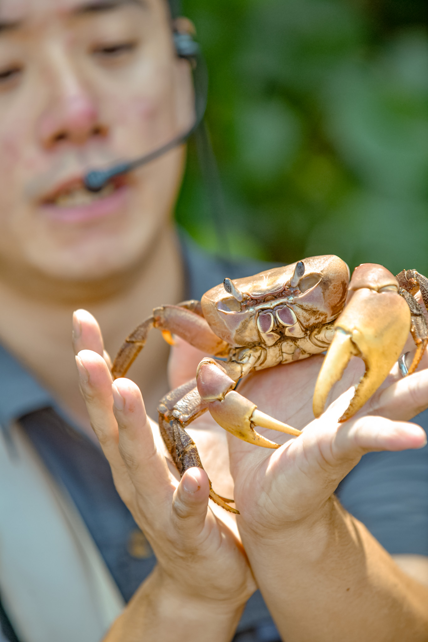 講解凶狠圓軸蟹