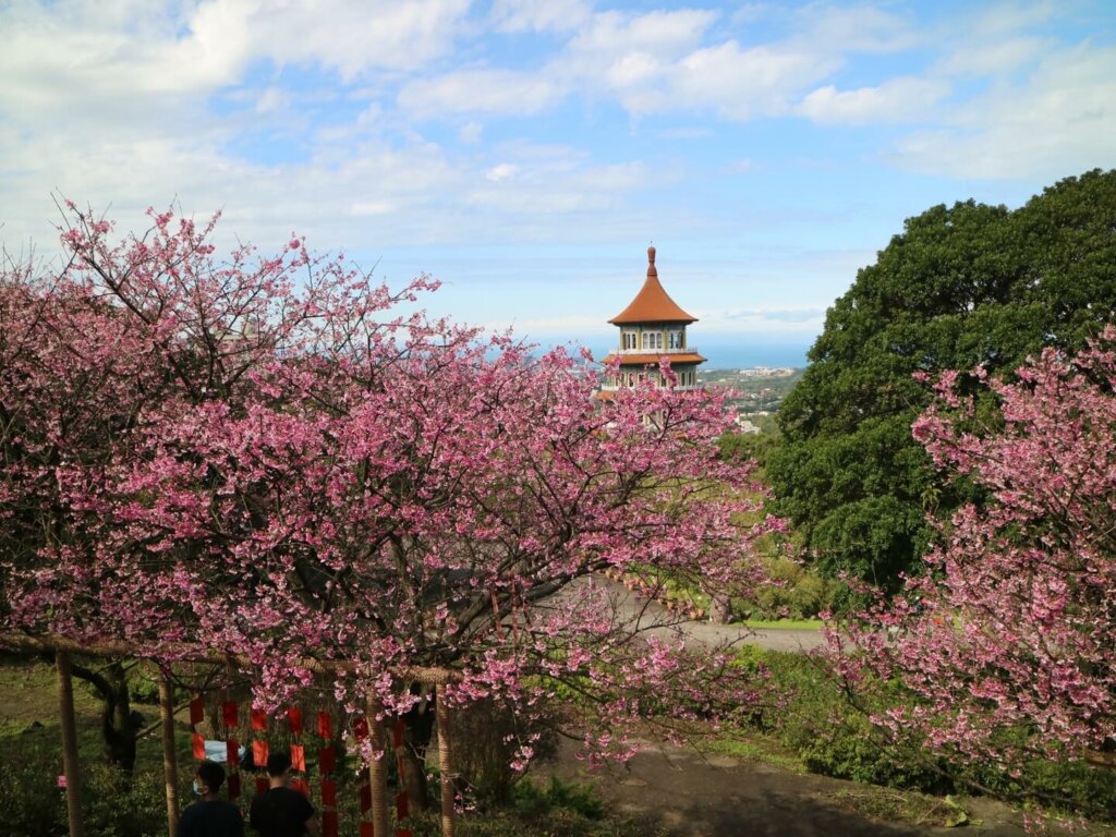 Cherry Blossom Taiwan Spring